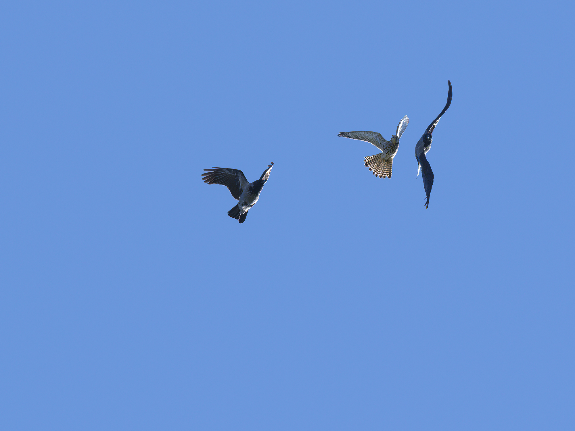 Begegnung im Flug